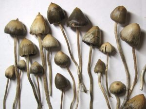 Buy Psilocybe Azurescens Mushroom Online