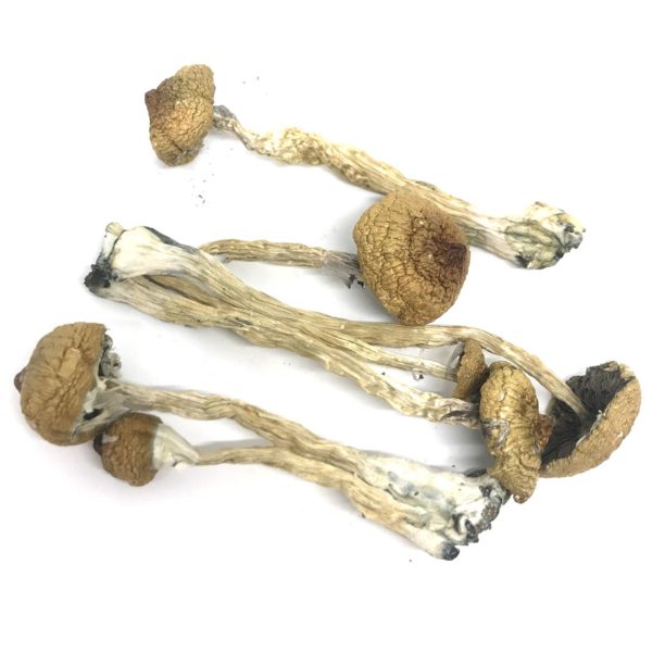 Buy Golden Teacher Mushrooms Online