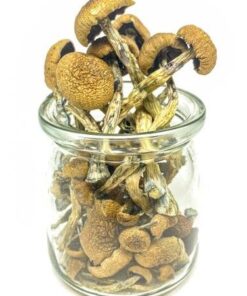Buy Psilocybe Azurescens Mushroom Online